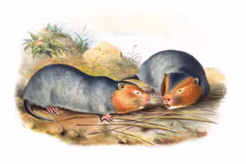 Soi loài chuột khổng lồ của Việt Nam làm cả thế giới tò mò