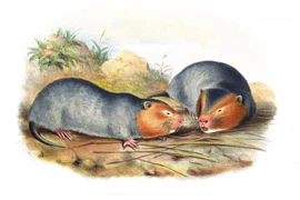 Soi loài chuột khổng lồ của Việt Nam làm cả thế giới tò mò