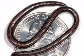 Cận cảnh loài "rắn mù" nhỏ nhất thế giới, sống ẩn dật khó tin 