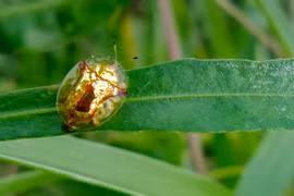 Top 10 loài côn trùng độc đáo, cơ thể trông như dát vàng