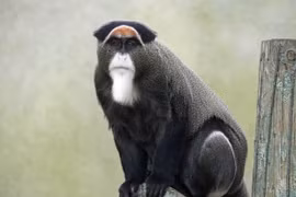 Top loài khỉ nổi tiếng nhất châu Phi