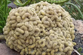 Tận mục loài cây có hình thù hệt bộ não người, dân chơi cực chuộng 