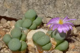 Cận cảnh các loài cây mọng nước kỳ lạ nhất thế giới