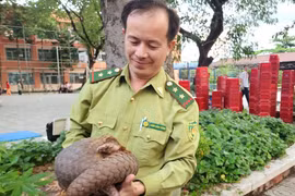 TPHCM liên tục phát hiện động vật quý hiếm sau đêm mưa