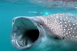 Tận mục loài cá khủng nhất thế giới