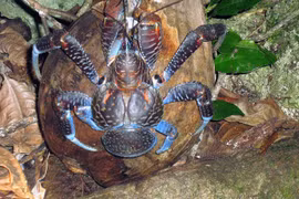 Cận cảnh loài cua khổng lồ đáng sợ, bị nghi đoạt cả mạng người 