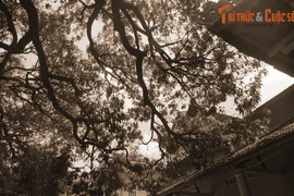 Chuyện ly kỳ món đặc sản tiến vua ở ngôi chùa nổi tiếng Phú Yên