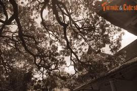 Chuyện ly kỳ món đặc sản tiến vua ở ngôi chùa nổi tiếng Phú Yên