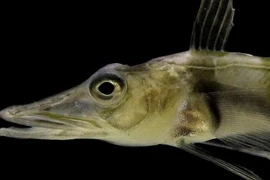 Độc nhất loài cá có máu màu trắng, sống nơi lạnh nhất Trái Đất