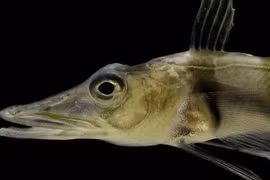 Độc nhất loài cá có máu màu trắng, sống nơi lạnh nhất Trái Đất