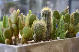 Ban công trồng ba bông hoa, gia đình tan nát, không thể thịnh vượng