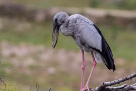 Hé lộ sự thật lý thú về cò nhạn vừa xuất hiện ở Quảng Trị 