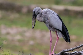 Hé lộ sự thật lý thú về cò nhạn vừa xuất hiện ở Quảng Trị 