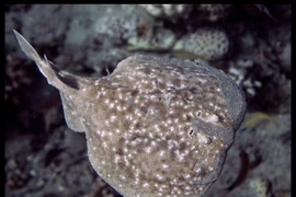 Cận cảnh sinh vật được mệnh danh pin sạc của tự nhiên