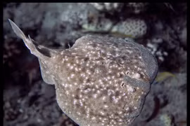 Cận cảnh sinh vật được mệnh danh pin sạc của tự nhiên