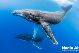 Nhà khoa học thiên tài giải mã thành công ngôn ngữ của cá voi 