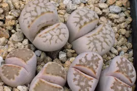 Cận cảnh loài thực vật ngụy trang siêu việt nhất thế giới