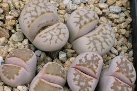 Cận cảnh loài thực vật ngụy trang siêu việt nhất thế giới