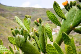 Trước nhà trồng 6 loại cây này dễ dụ âm khí, phúc lộc tiêu tan 