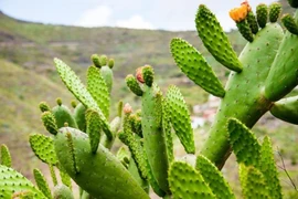 Trước nhà trồng 6 loại cây này dễ dụ âm khí, phúc lộc tiêu tan 