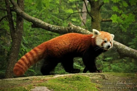 Loạt sự thật thú vị ít người biết về loài gấu trúc đỏ