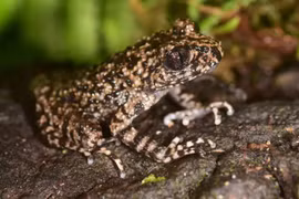 Cận cảnh loài cóc đặc hữu mới được phát hiện ở Việt Nam