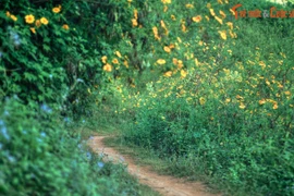 Lạc lối trong sắc hoa dã quỳ ở nơi phong cảnh đẹp nhất Việt Nam