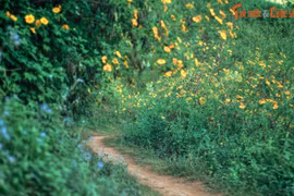 Lạc lối trong sắc hoa dã quỳ ở nơi phong cảnh đẹp nhất Việt Nam