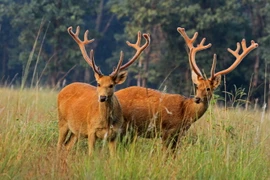 Top loài hươu nai độc đáo nhất thế giới, có loài nanh dài như sói