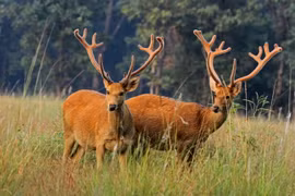 Top loài hươu nai độc đáo nhất thế giới, có loài nanh dài như sói