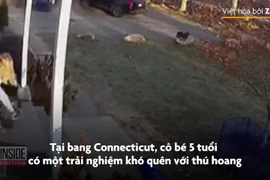 Bé gái 5 tuổi bị gấu mèo tấn công ở Mỹ