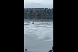 Kinh ngạc đàn cá voi sát thủ tiến sâu vào bến cảng ở Washington