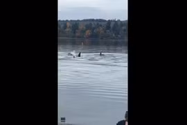 Kinh ngạc đàn cá voi sát thủ tiến sâu vào bến cảng ở Washington