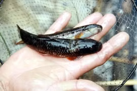 Loài cá được ví như nhân sâm nước đại bổ cho sức khỏe