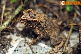 Những quan niệm cổ xưa lý thú của người Việt về con cóc