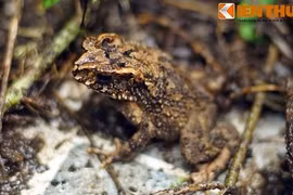 Những quan niệm cổ xưa lý thú của người Việt về con cóc