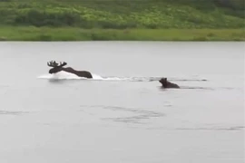 Video: Gấu nâu lao xuống sông truy sát nai sừng tấm