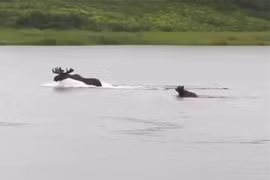 Video: Gấu nâu lao xuống sông truy sát nai sừng tấm