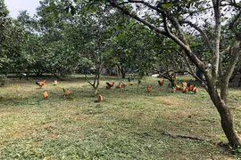 Thu nhập 15 triệu, gia đình 5 người chỉ tiêu 2,7 triệu/tháng mùa dịch