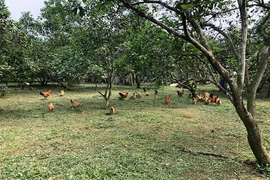 Thu nhập 15 triệu, gia đình 5 người chỉ tiêu 2,7 triệu/tháng mùa dịch