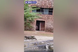 Ngăn hà mã cắn nhau, nhân viên vườn thú gặp cảnh hãi hùng