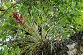 Khám phá những loài cây kỳ lạ sống không cần đất