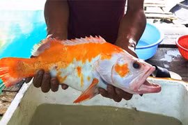 5 'quái ngư' từng lọt lưới ngư dân Việt, gây chấn động