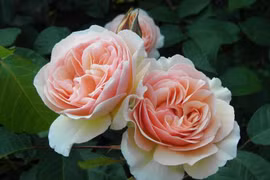 Ngất ngây với vẻ đẹp của loài hoa hồng triệu USD