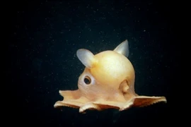 Cận cảnh loài bạch tuộc tai voi kỳ dị nhất đáy đại dương