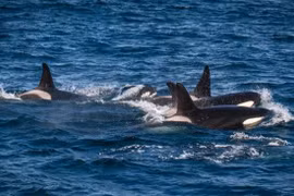 Cá voi sát thủ “thịt” cá voi xanh... chiến thuật săn mồi tàn bạo