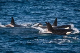 Cá voi sát thủ “thịt” cá voi xanh... chiến thuật săn mồi tàn bạo