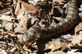 Cách xử lý cần làm ngay khi bị rắn cắn 