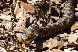 Cách xử lý cần làm ngay khi bị rắn cắn 