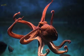 Loài vật có 9 não, thông minh đến mức con người phải kính nể